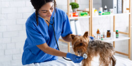 TVD-Partner-fuer-Tieraerzte-1